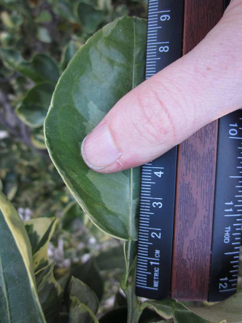              Unifoliolate leaf (Winter Haven, FL)       
